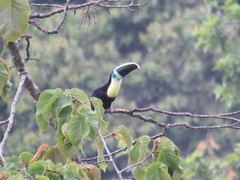 Ramphastos vitellinus