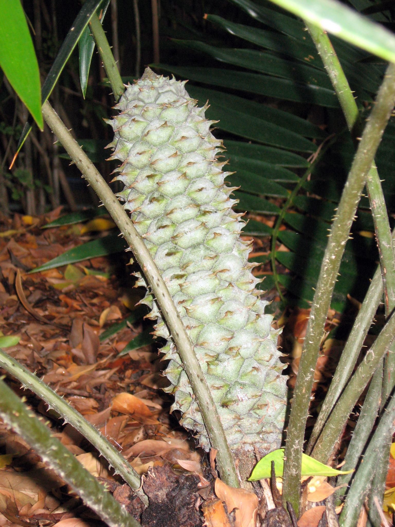 Ceratozamia