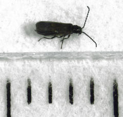 Malthodes pumilus