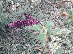 Phytolacca thyrsiflora