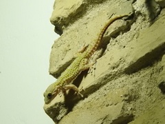 Tarentola mauritanica