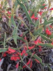 Daviesia epiphyllum, photograph Joe Atkinson, CC BY, iNaturalist via GBIF