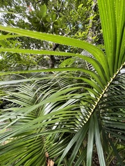 Calamus siphonospathus sublaevis