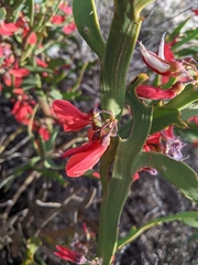 Daviesia epiphyllum, photograph Joe Atkinson, CC BY, iNaturalist via GBIF