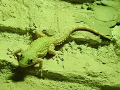 Tarentola mauritanica