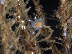 Ancula gibbosa