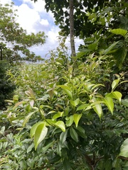 Syzygium simile