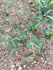 Euphorbia berteroana