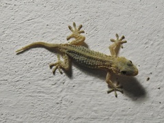 Tarentola mauritanica