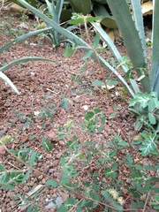 Euphorbia berteroana