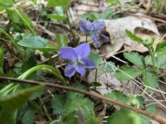 Viola septentrionalis