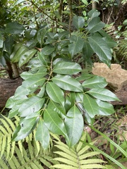 Syzygium simile