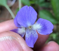 Viola septentrionalis