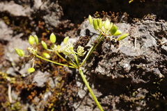 Lomatium hallii