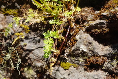 Lomatium hallii