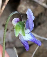 Viola septentrionalis