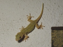 Tarentola mauritanica