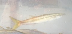 Sphyraena borealis