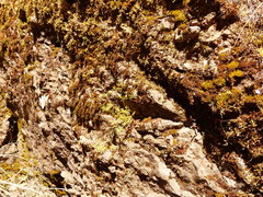 Lomatium hallii