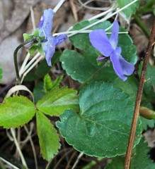 Viola septentrionalis
