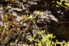 Lomatium hallii
