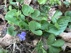 Viola septentrionalis