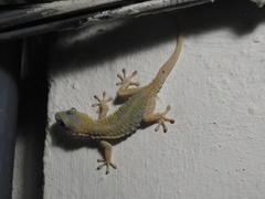 Tarentola mauritanica