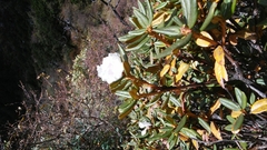 Rhododendron anthopogon