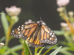 Danaus plexippus