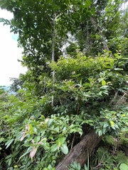 Syzygium simile