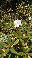 Rhododendron anthopogon