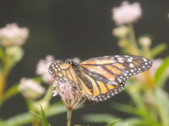 Danaus plexippus
