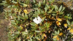 Rhododendron anthopogon