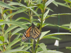 Danaus plexippus