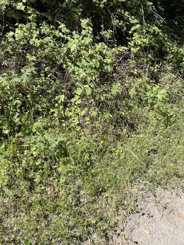 Image of Festuca elmeri by (c) crothfels, some rights reserved (CC BY)