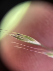 Festuca elmeri
