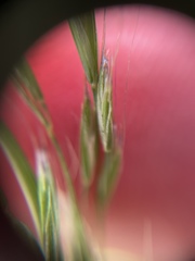 Festuca elmeri