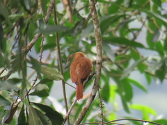 Pachyramphus