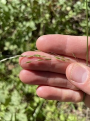 Festuca elmeri