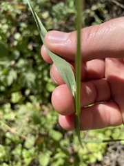 Festuca elmeri