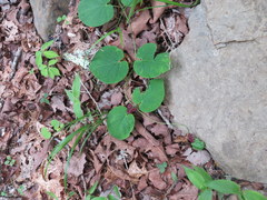 Matelea carolinensis