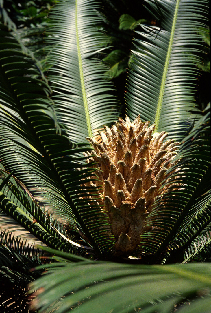 Dioon