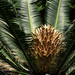 Dioon - Photo (c) George Shepherd, some rights reserved (CC BY-NC-SA)