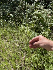 Festuca elmeri
