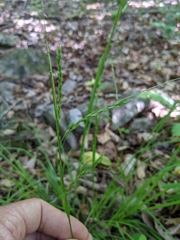 Carex debilis rudgei