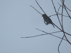 Sporophila schistacea