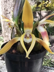 Maxillaria luteoalba