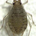 Ornate Aphid - Photo (c) Stephen Thorpe, some rights reserved (CC BY-NC), uploaded by Stephen Thorpe