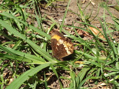 Pedaliodes boyacensis