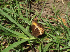 Pedaliodes boyacensis